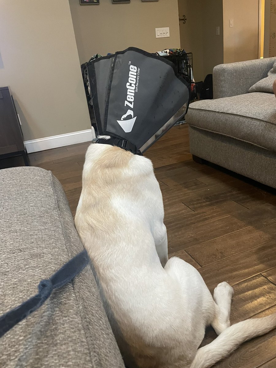 GutterDetroit's tweet photo. This weasel already figured out how to get his cone of shame off so now “it’s welcome to the Zencone” lol #pointerlab #rascal https://t.co/7pDxq5N5it