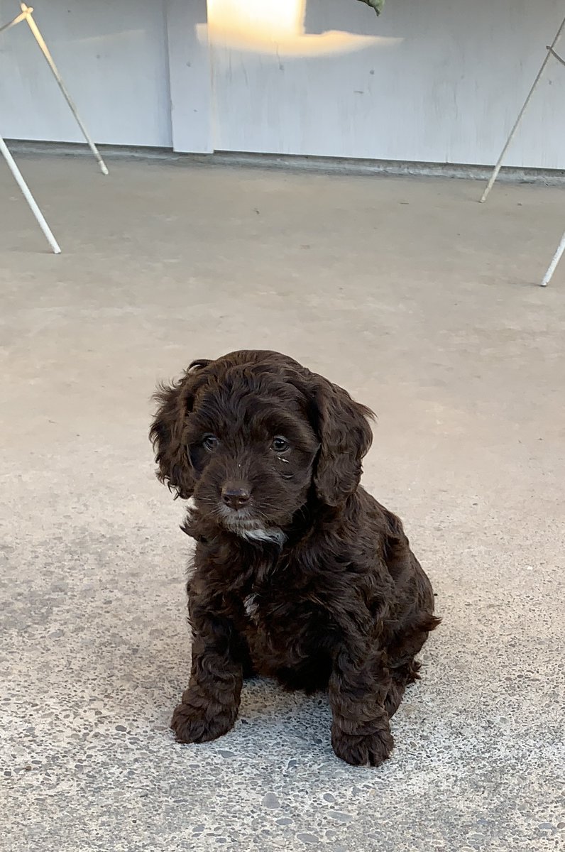 Anyone I know use these recordable buttons for dogs? Seems amazing. Oh, we have a new puppy. This pic does not do her justice but it's the only one of her sitting still. #spoodle fluent.pet/collections/ta…