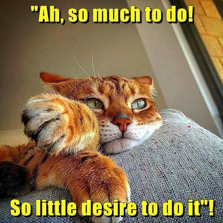 ricklevy67's tweet photo. @L_DeWeaver @djshaneday @JoJomills13 @RBJRON @blakandblack @slsandpet @RussHogarth @chromecastings @virgotweet @CousinsKevin100 @jmil400 @bushboywhotweet @noplaceforsheep @Lochness4000 @xskinn @luineco @tinlizard33 @EveSinton #Tuesday you #KittenMe 6c overcast, grey skies, sun is struggling to come out , i am struggling to warm up https://t.co/h0EuHey2WW