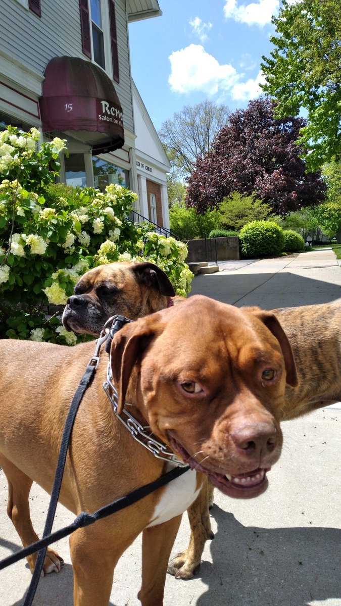 BrettWilms's tweet photo. @dog_rates @Trupanion Two of the sweetest pupsters I know https://t.co/2778RxFOIo