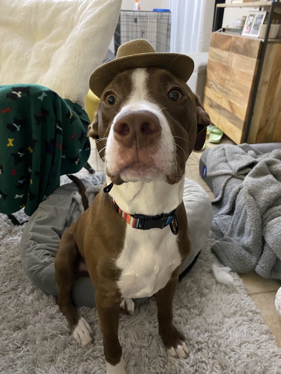 ileannnn__'s tweet photo. @dog_rates @Trupanion https://t.co/Nv0AIY0hGP