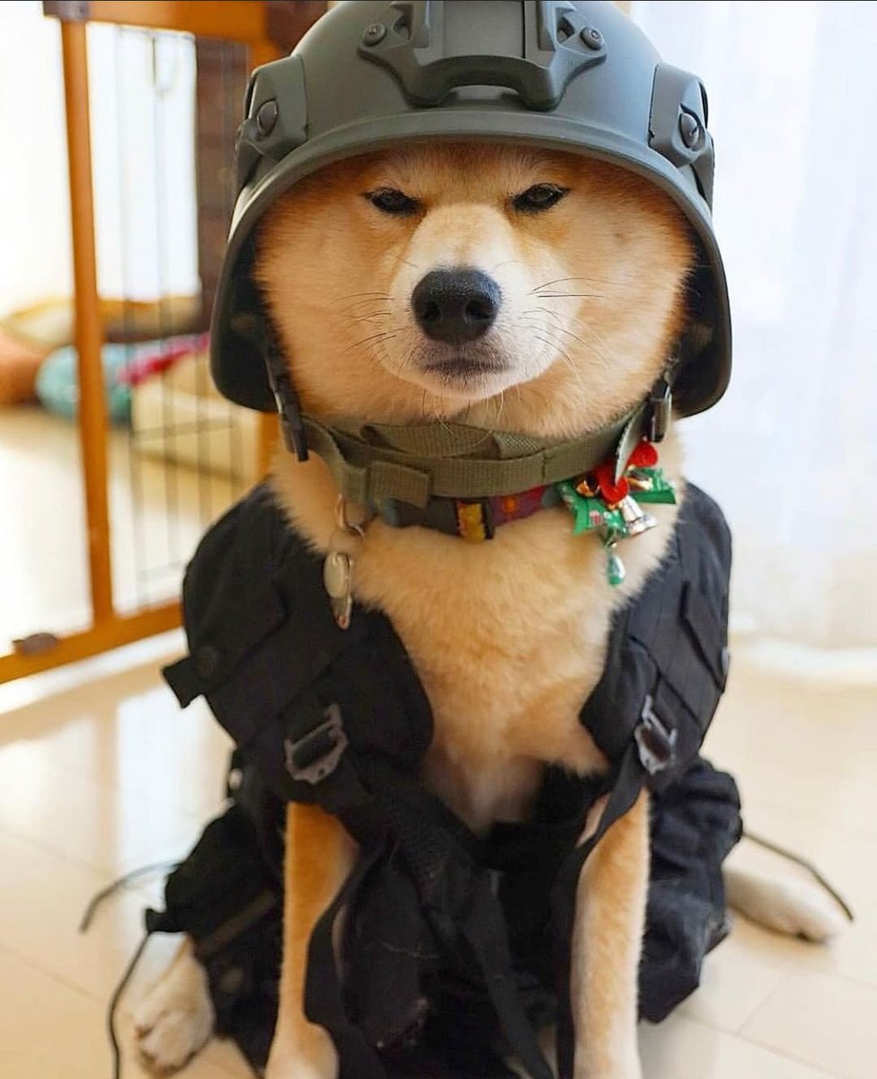 Doge_Collection's tweet photo. @hasanthehun Training to escape Sam Hyde? https://t.co/tInkBmfH3r