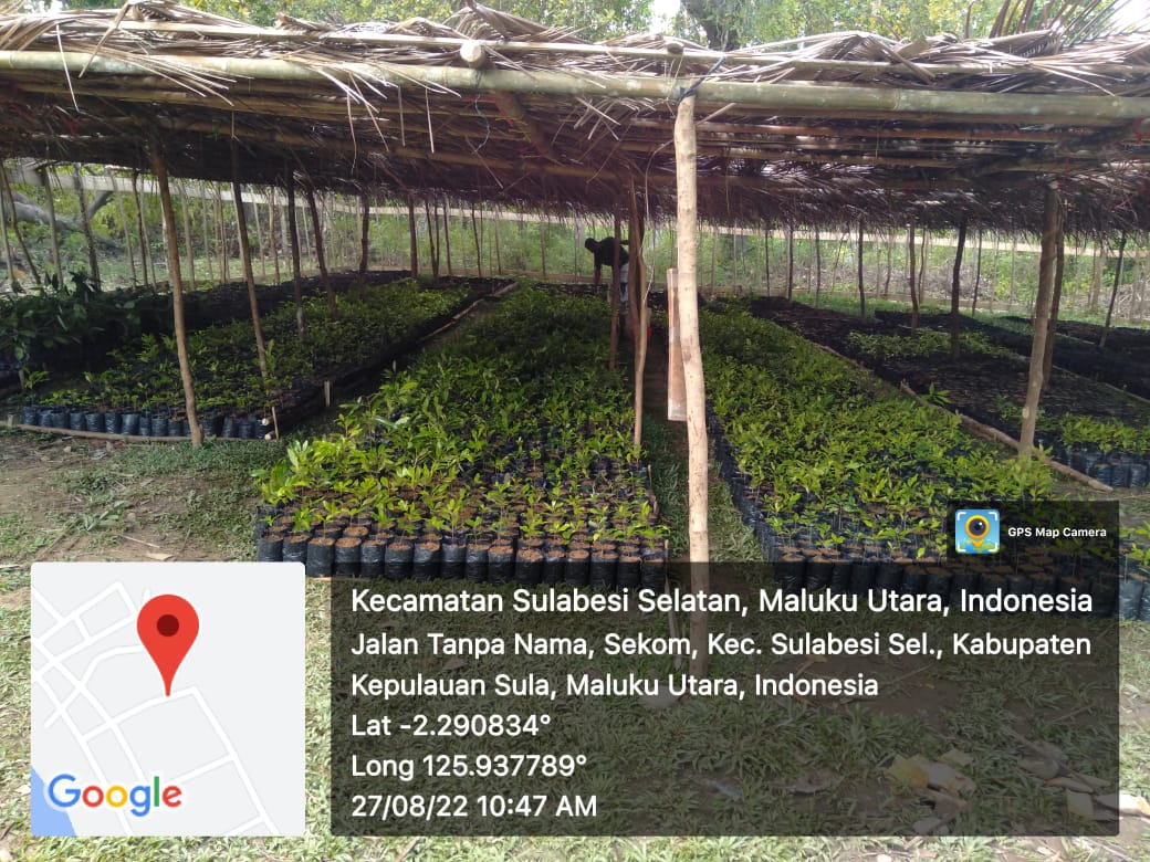 AkeMalamo's tweet photo. Progres Kebun Bibit Rakyat (KBR) Desa Sekom Kecamatan Sulabesi Selatan Kabupaten Kepulauan Sula. Pemindahan bibit pada Polybag.

#kbr
#ditjenpdasrh
#klhk https://t.co/0oZQZxOPKE