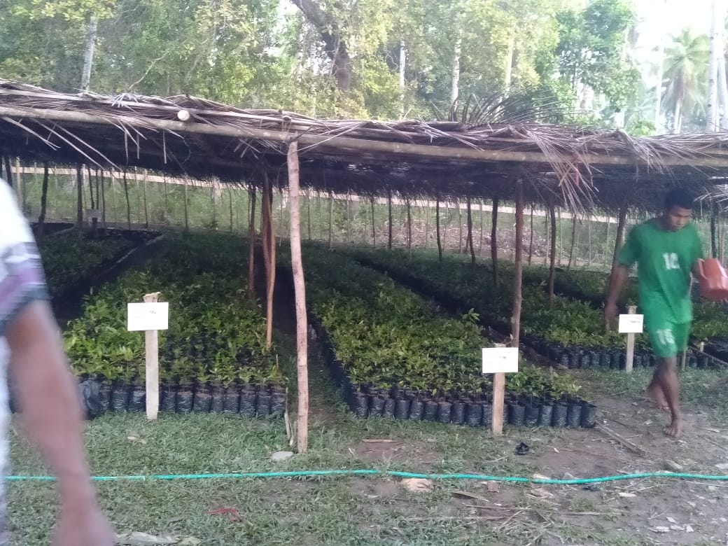 AkeMalamo's tweet photo. Progres Kebun Bibit Rakyat (KBR) Desa Sekom Kecamatan Sulabesi Selatan Kabupaten Kepulauan Sula. Pemindahan bibit pada Polybag.

#kbr
#ditjenpdasrh
#klhk https://t.co/0oZQZxOPKE