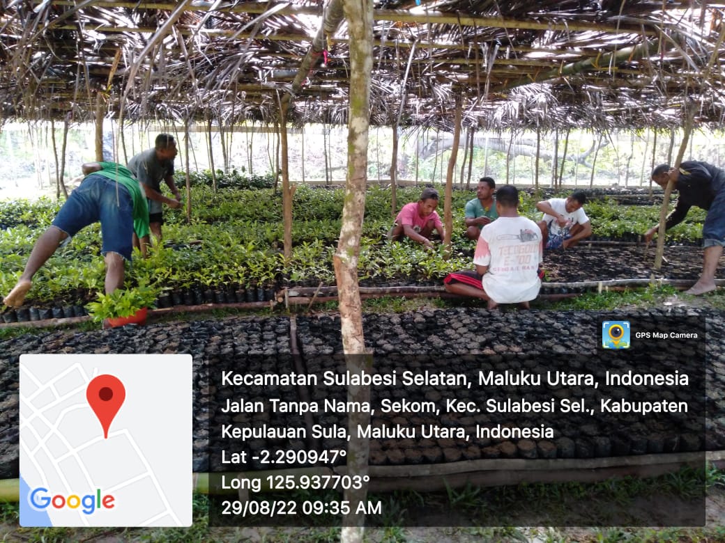 AkeMalamo's tweet photo. Progres Kebun Bibit Rakyat (KBR) Desa Sekom Kecamatan Sulabesi Selatan Kabupaten Kepulauan Sula. Pemindahan bibit pada Polybag.

#kbr
#ditjenpdasrh
#klhk https://t.co/0oZQZxOPKE