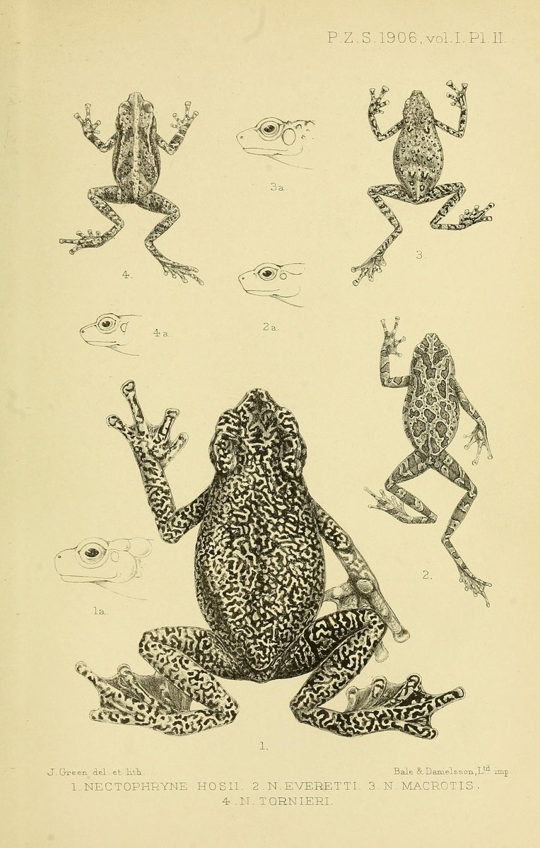🐸 Proceedings of the Zoological Society of London
London: Academic Press, [etc.], 1833-1965.
biodiversitylibrary.org/page/32051371