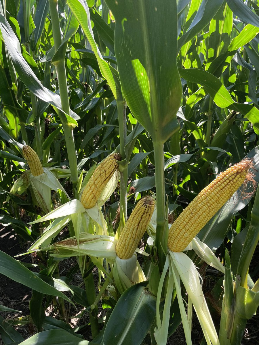 AlecIbach's tweet image. Did some field checks today and it’s pretty straight forward @ChannelSeed 214-78DGvt2prib is super good. #farming #corn #nebraska