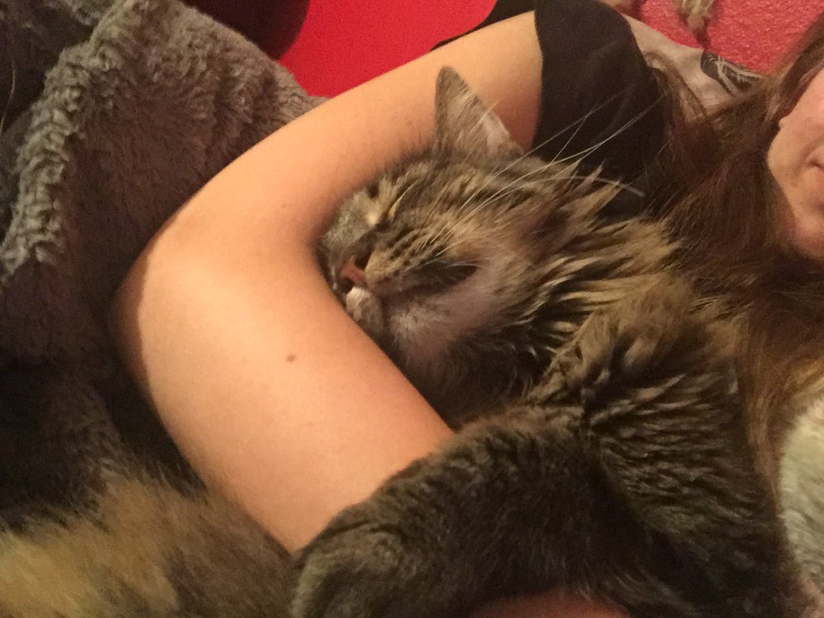 ally_saurus_'s tweet photo. I am on the terminal cat side of TikTok now and it’s been bringing up so many emotions. I miss my baby boy so much so here are some of my fav pics of him bc the world needs to see his fluffernut (honestly Twitter doesn’t allow enough pics so I might add later on) https://t.co/pTFAZCSGM4