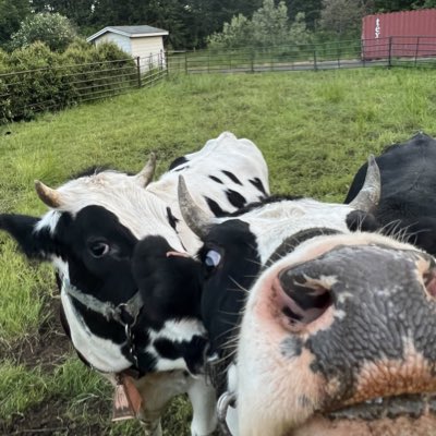 WillastoneRanch's tweet photo. #NewProfilePic https://t.co/u9rrdKJKRi