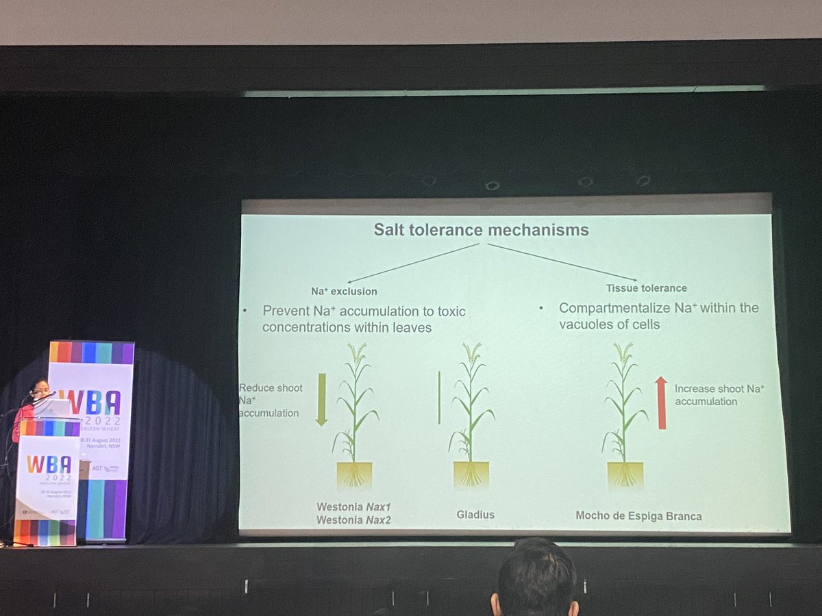 Such a great pleasure to present my research findings and interact with diverse range of researchers at Wheat Breeding Assembly (WBA 2022) 
<a href="/UWAresearch/">UWA Research</a> <a href="/theGRDC/">GRDC</a> <a href="/SMS_UWA/">Molecular Sci-UWA</a>
#Wheat #SaltTolerance