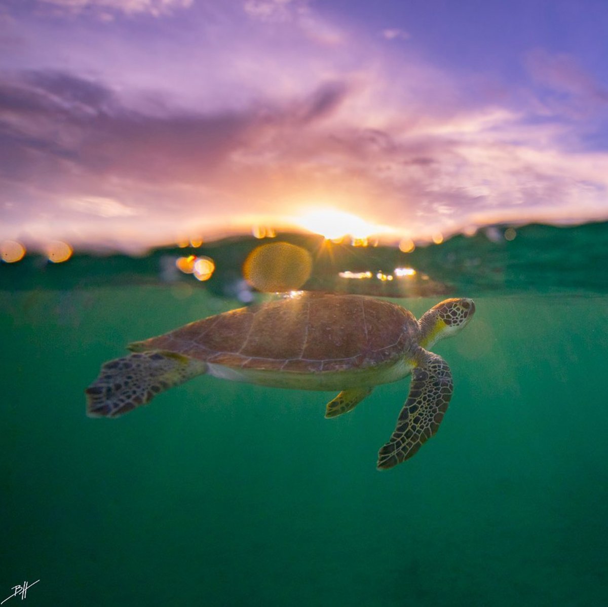 Pacsafe's tweet photo. Did you know? Turtles have been around since the time of dinosaurs. That's over 200 million years ago!
Photo Ben Hicks
#Pacsafe #BornToTravel #turtletuesday #seaturtle #turtlefacts #protectwhatsvaluable #reduceoceanplastic #turtle #turtleconservation https://t.co/Ezqi3xy3xB