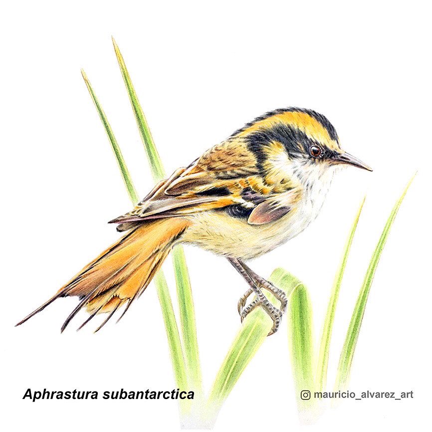 arbalbel's tweet photo. 🌿🎨😊 Feliz de ver en tantos medios nacionales e internacionales la publicación de investigadores del CHIC, con ilustraciones mías, de la nueva subespecie de Rayadito Subantártico (Aphrastura subantarctica) del Parque Marino Islas Diego Ramírez-Paso Drake, Cabo de Hornos. https://t.co/WXQP331AYn