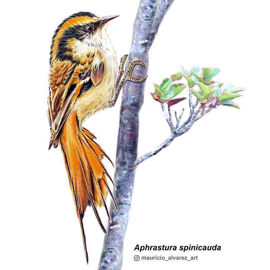 arbalbel's tweet photo. 🌿🎨😊 Feliz de ver en tantos medios nacionales e internacionales la publicación de investigadores del CHIC, con ilustraciones mías, de la nueva subespecie de Rayadito Subantártico (Aphrastura subantarctica) del Parque Marino Islas Diego Ramírez-Paso Drake, Cabo de Hornos. https://t.co/WXQP331AYn