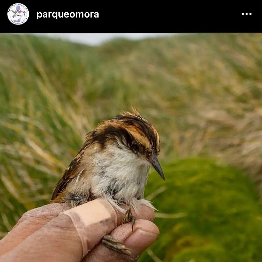 arbalbel's tweet photo. 🌿🎨😊 Feliz de ver en tantos medios nacionales e internacionales la publicación de investigadores del CHIC, con ilustraciones mías, de la nueva subespecie de Rayadito Subantártico (Aphrastura subantarctica) del Parque Marino Islas Diego Ramírez-Paso Drake, Cabo de Hornos. https://t.co/WXQP331AYn