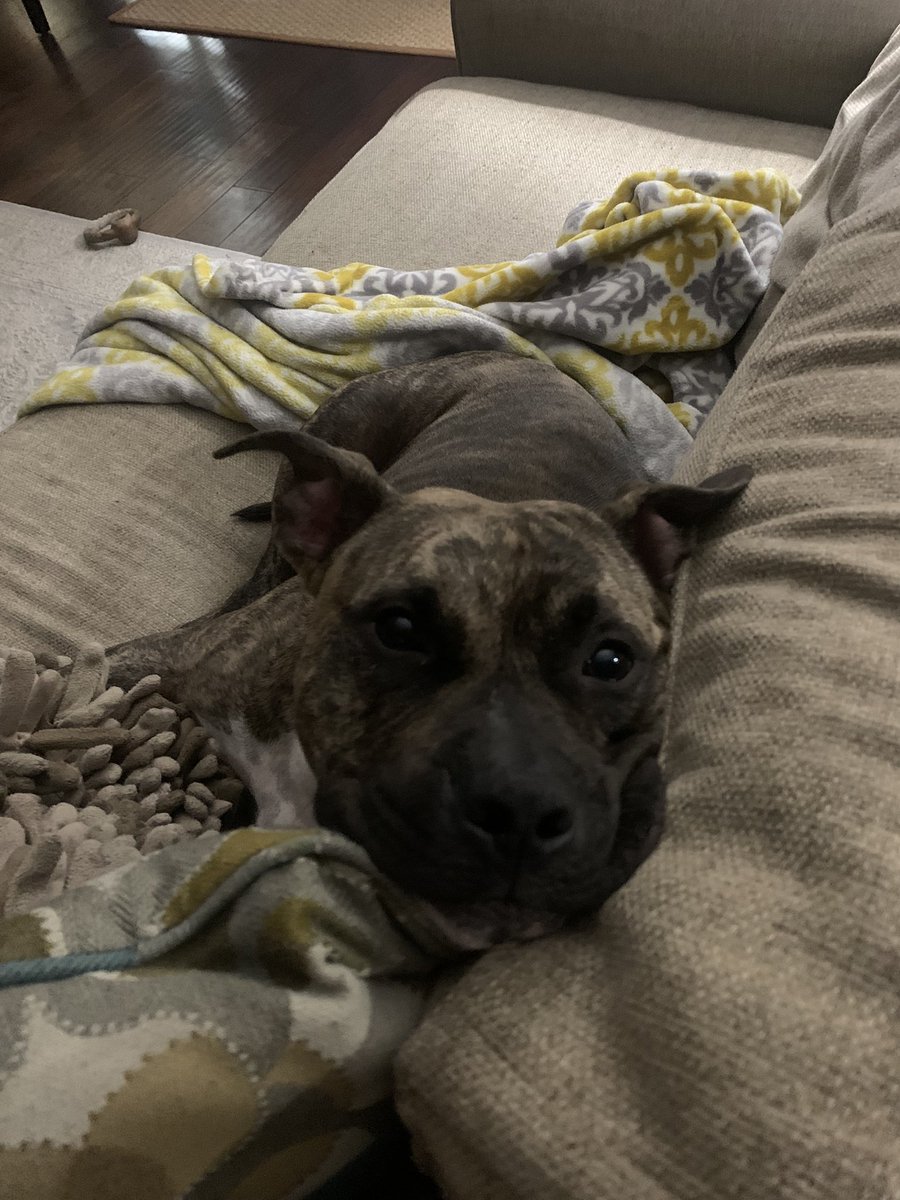 emmacarterrr's tweet photo. @dog_rates @Trupanion https://t.co/aV1FABOzv6