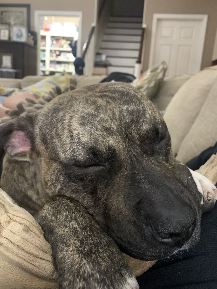 emmacarterrr's tweet photo. @dog_rates @Trupanion https://t.co/aV1FABOzv6