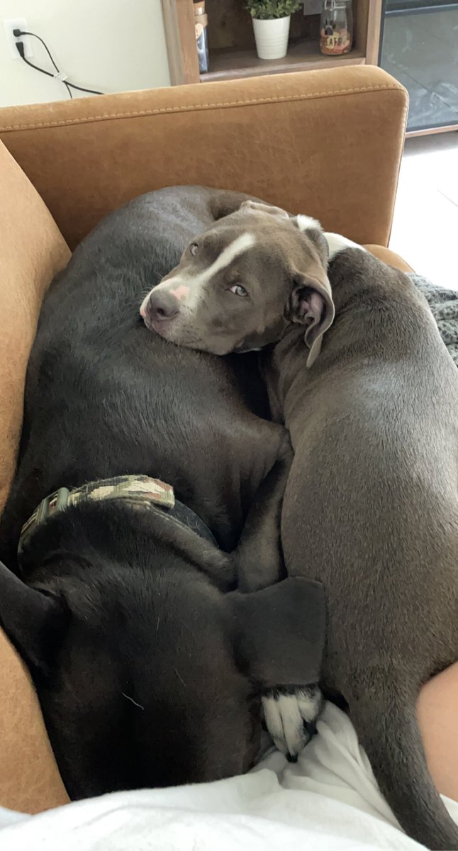 Keeks_Jay_'s tweet photo. @dog_rates @Trupanion The two sweetest scardy cats ever 🐶🐶 https://t.co/ERQePbXxsK