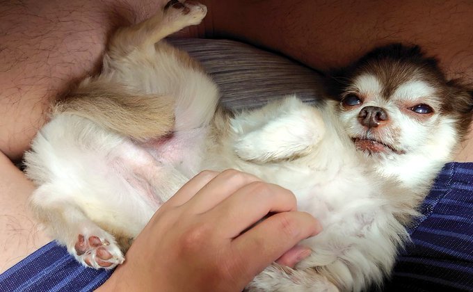 レオ、愛いやつよ… 