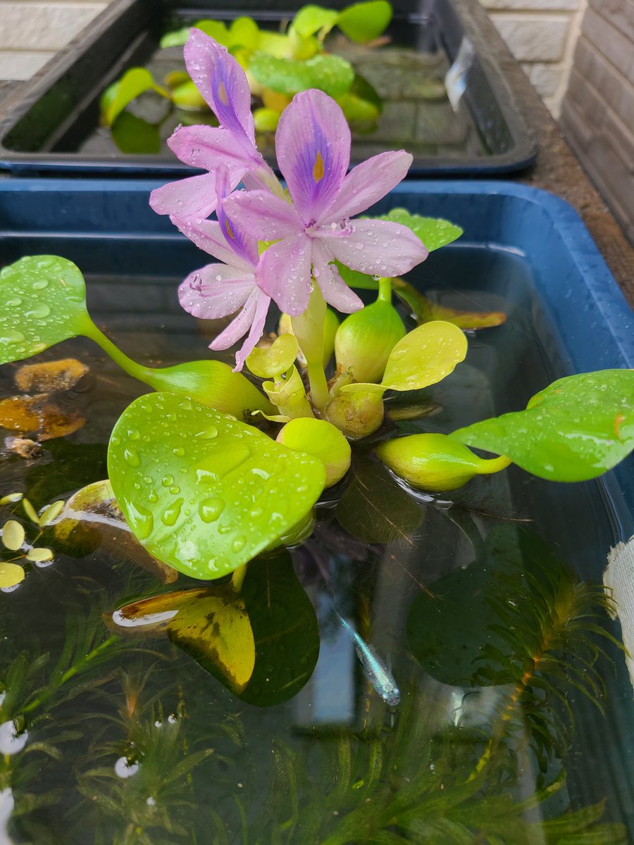 chakuran5's tweet photo. 布袋葵の花が咲きました!
#めだか 
#メダ活 https://t.co/Q2D7TCEgCZ