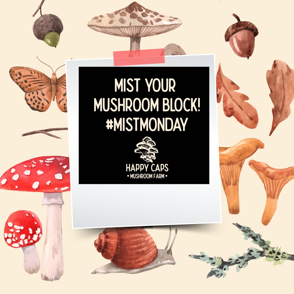 happycaps_hfx's tweet photo. Psst. Mist Your Block. #MistMonday
#MushroomMonday #HappyCapsHfx #ShopLocal #HomeGrown #Mushrooms #MushroomKit #Mycelium #Forage https://t.co/UdH7N5VGwS