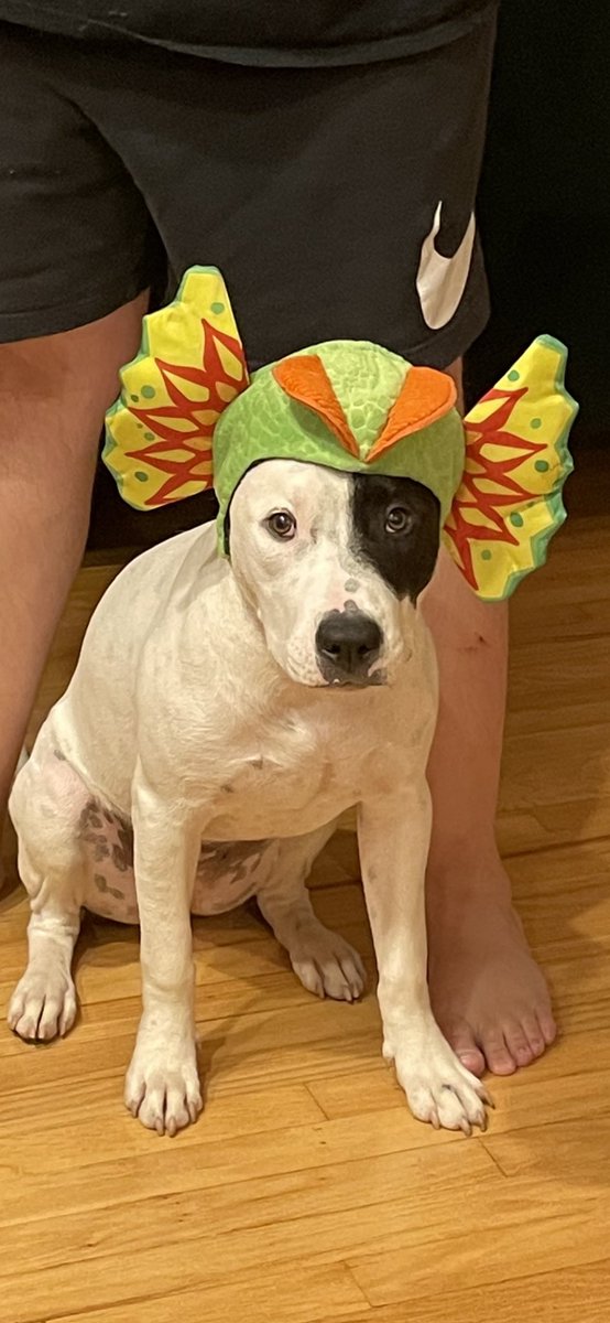 MaggieUrsu's tweet photo. @dog_rates @Trupanion https://t.co/FCnnD9OEaC