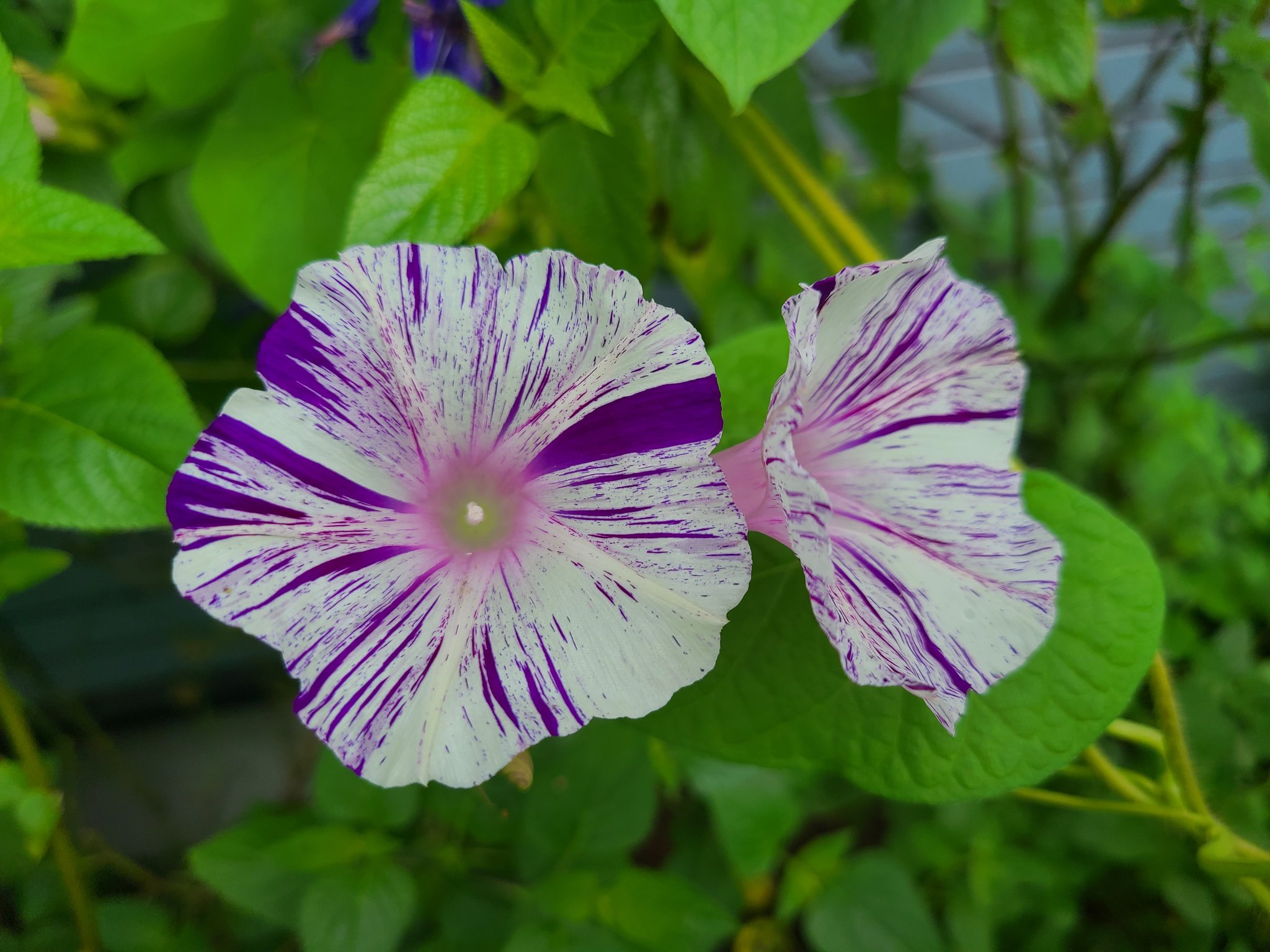 はなまっぷ Twitter Search Twitter