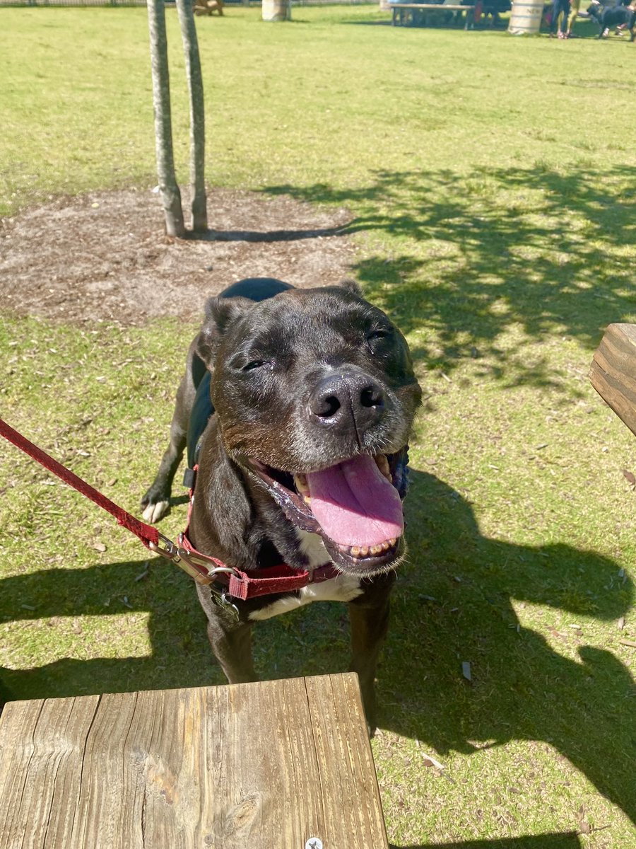 brittepierce's tweet photo. @dog_rates @Trupanion This is Champion! He was rescued at 2 years old and is the absolute best dog. He loves all people, all animals and is now a 12 year old good boy ❤️ https://t.co/Fuv0kEvyVa
