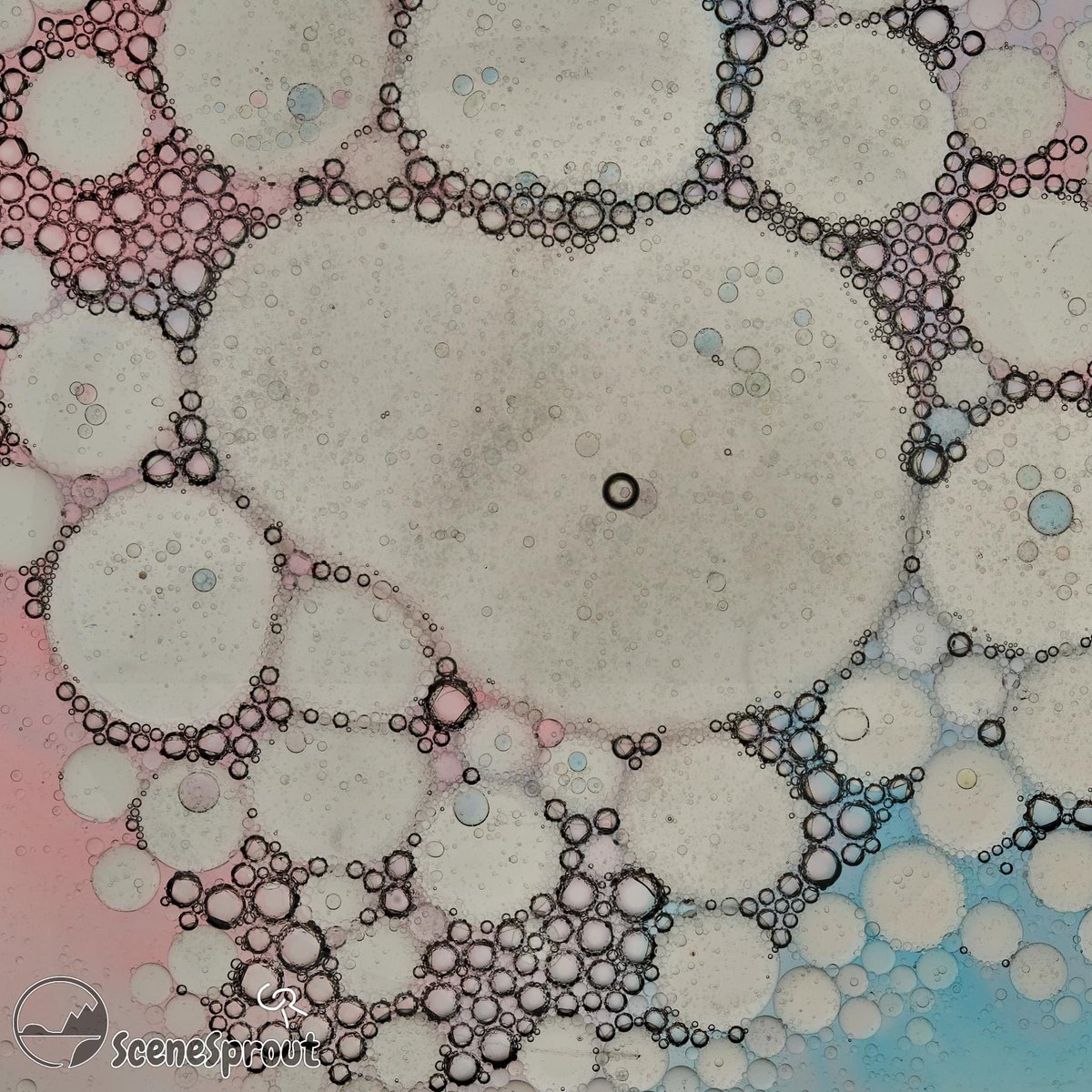 SceneSprout's tweet image. Macro? Photography? #photo #photography #art