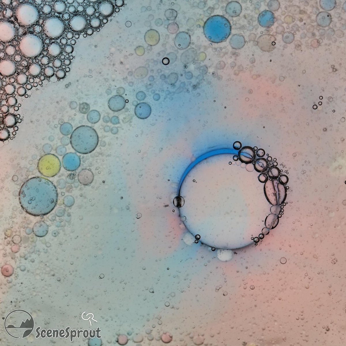 SceneSprout's tweet image. More Macros? Photography? #photo #macro #art