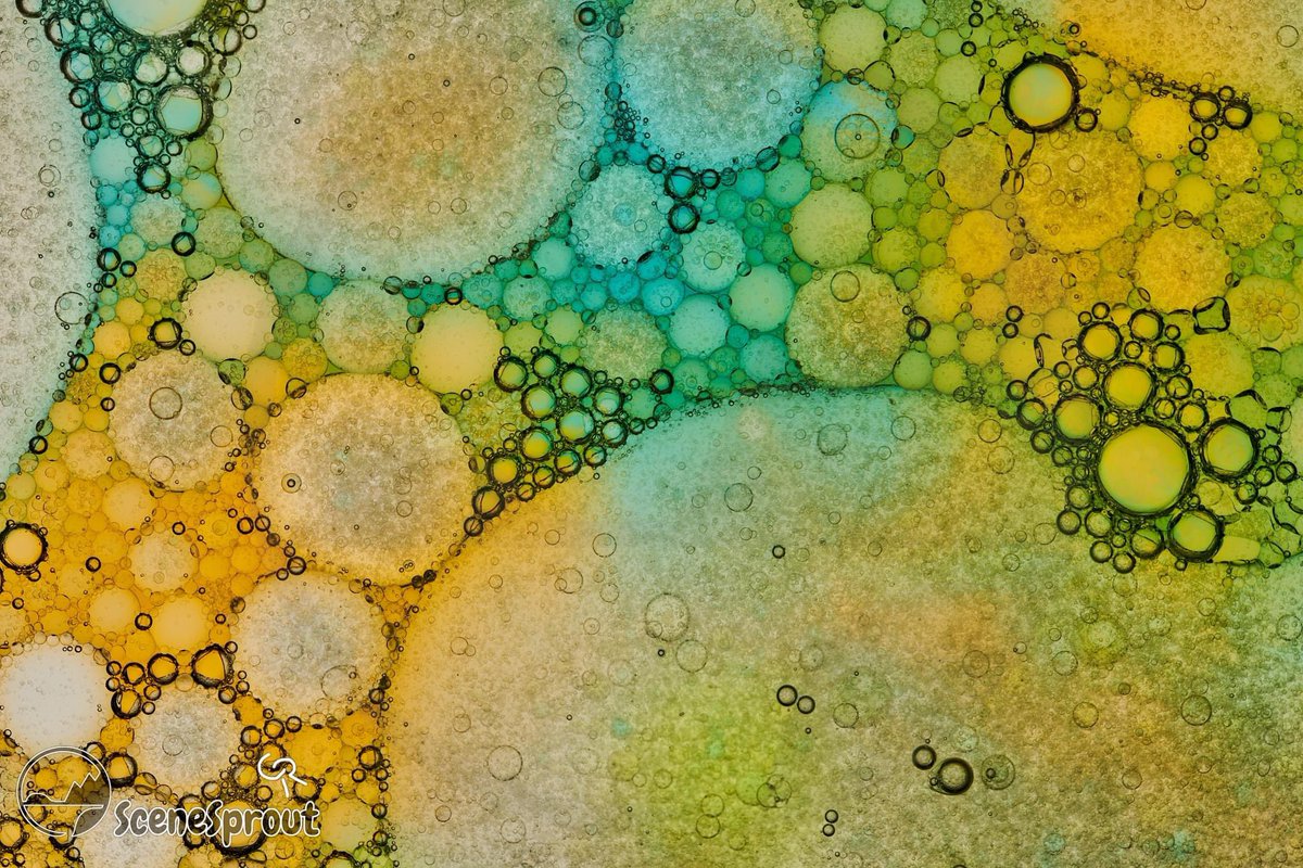 SceneSprout's tweet image. More Macros? Photography? #photo #macro #art