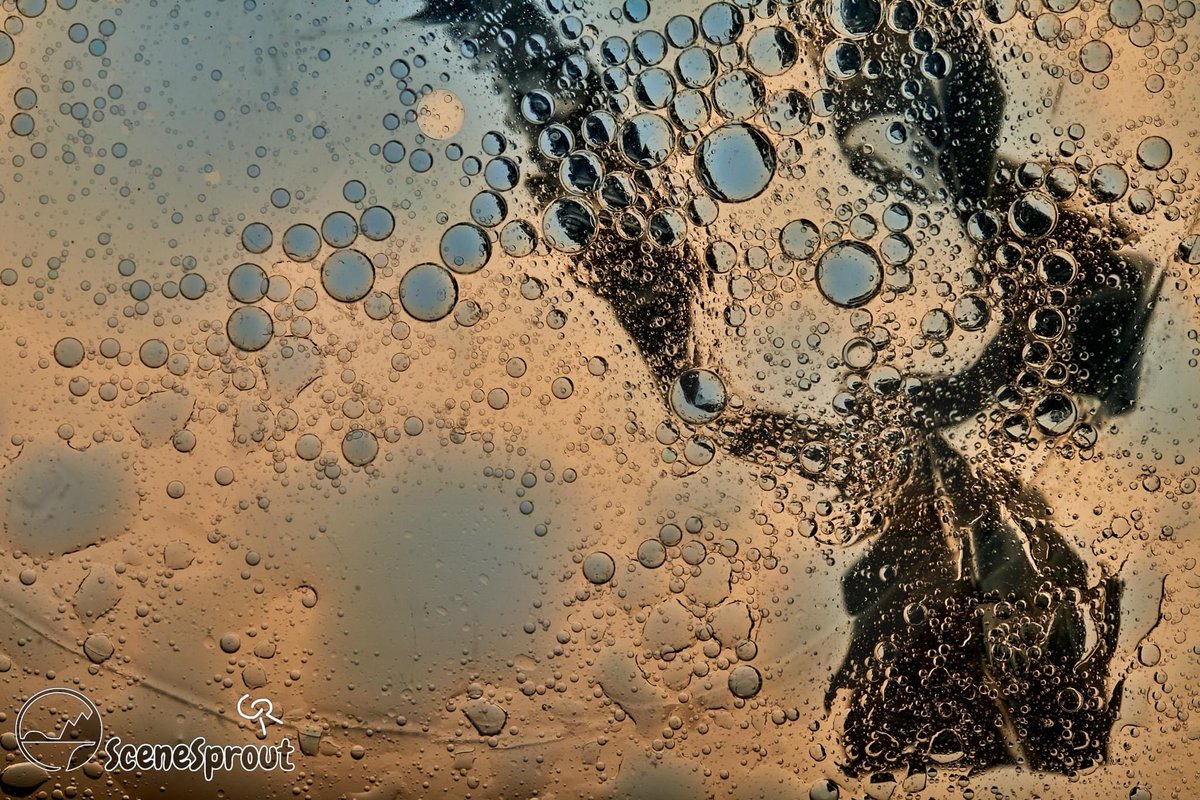 SceneSprout's tweet image. More Macros? Photography? #photo #macro #art