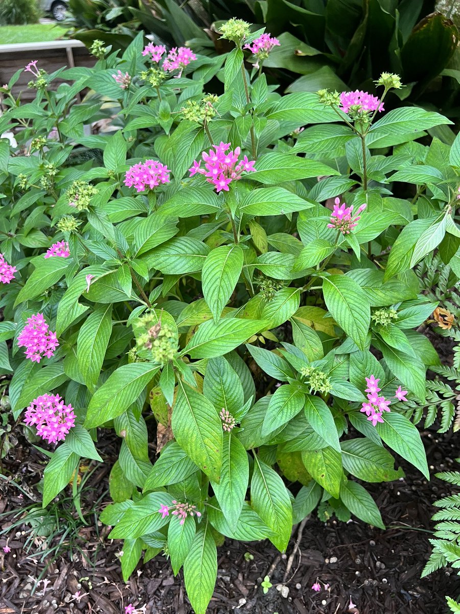 Monarch butterflies are now endangered. The endangered list!! Mostly due to pesticides. We must do better for our environment. Next time my husband 👀 my plant purchases I shall remind him of my civic duty 🌎