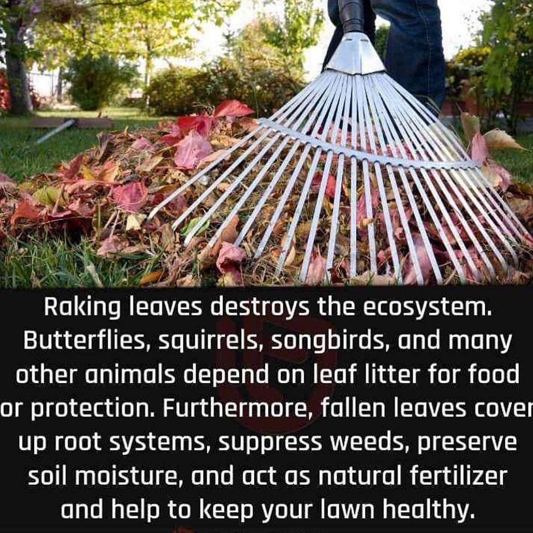 DemarestNature's tweet image. Raking #leaves destroys the #Ecosystem. Leave the leaves for #butterflies, #squirrels, #songbirds and many more animals.