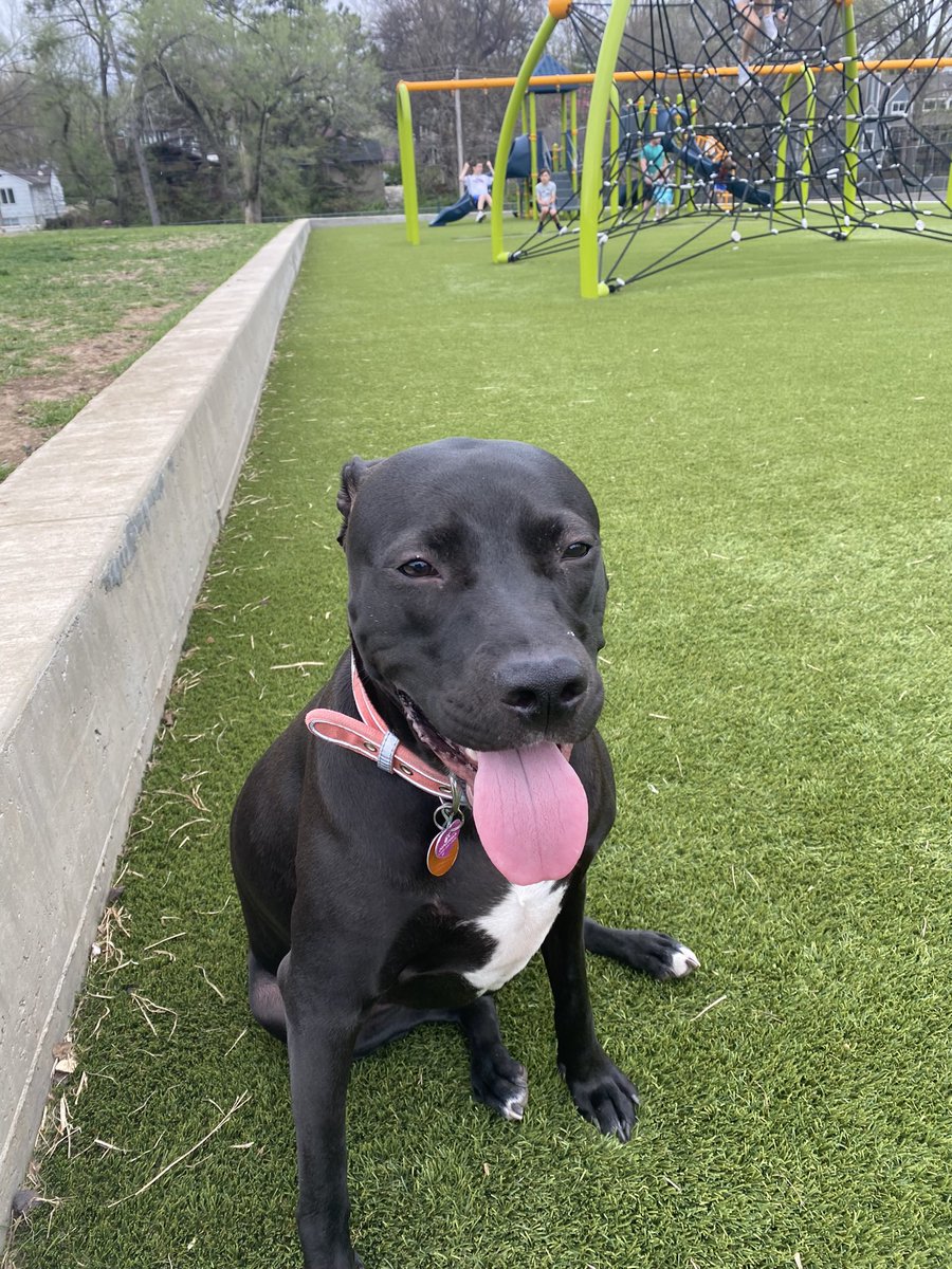 slossmary's tweet photo. @dog_rates @Trupanion The best dogs around !!!#pitty #pitbull #doglove https://t.co/8cQBn3sKlO
