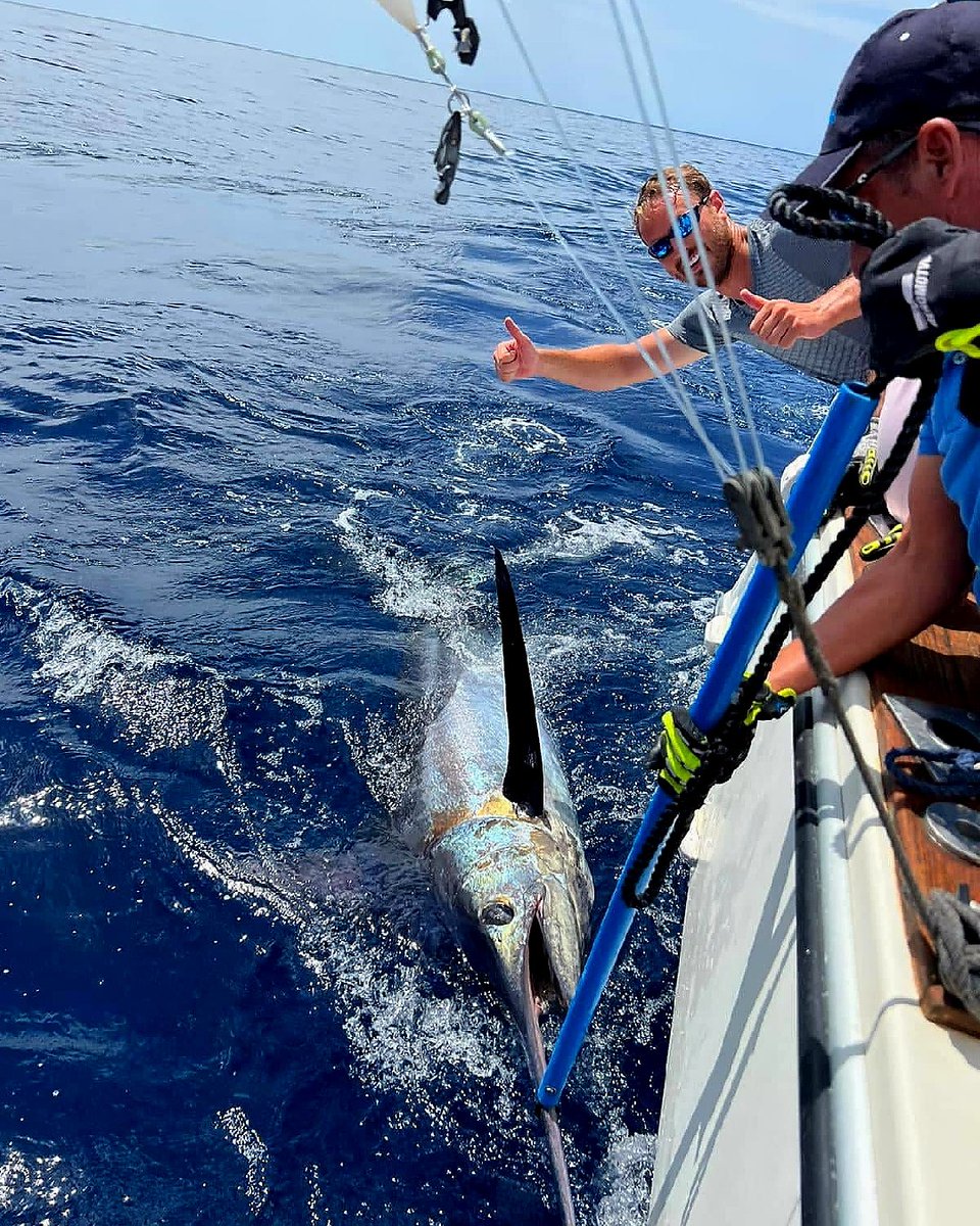 BillfishReport's tweet photo. Grand Canary - Blue Marlin 3 released a Blue Marlin. #CanaryIslands #BlueMarlin #MakairaPullingLures https://t.co/Xapo627PUl