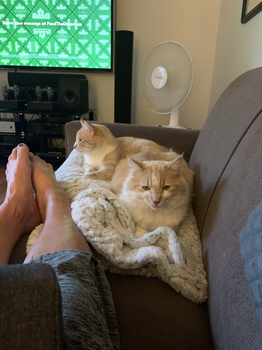 cactus451's tweet photo. @TreasuryMog Ernie ( long hair ) and Bert   Brothers from  caws , our COVID cats and we love them https://t.co/ehSB72eT4o