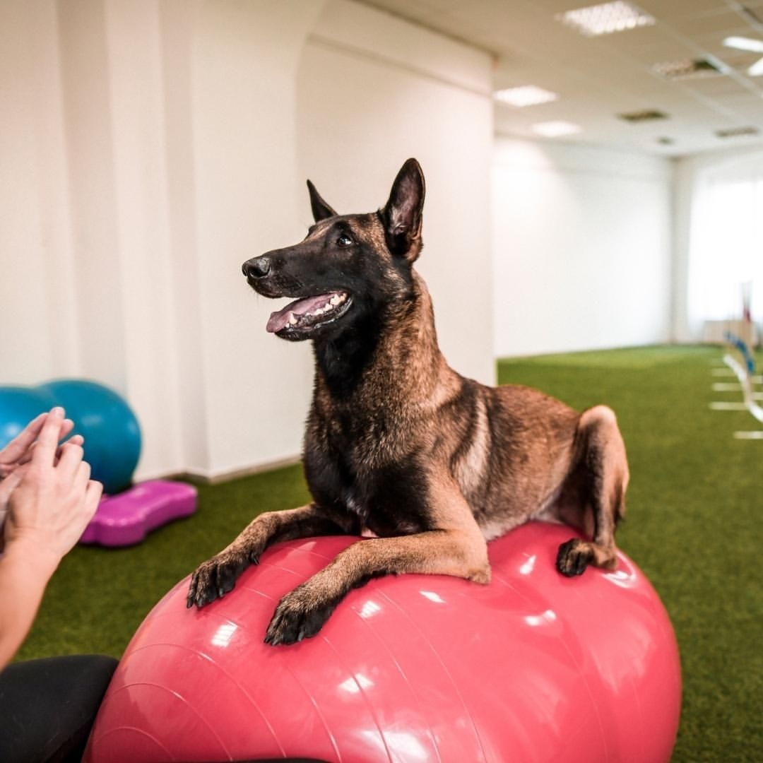 AnimalOrthocare's tweet photo. This pup is working hard on the Peanut! This tool forces the dog to focus on staying in place 🥜🐶

Photo Credit: @caninecentrum

#petrehab #recoveringdog #recovery #dogrehab #petphysicaltherapy #dogphysicaltherapy #dogphysio #caninerehabilitation #fitpaws #balance #strengthening https://t.co/is6anW1mR5
