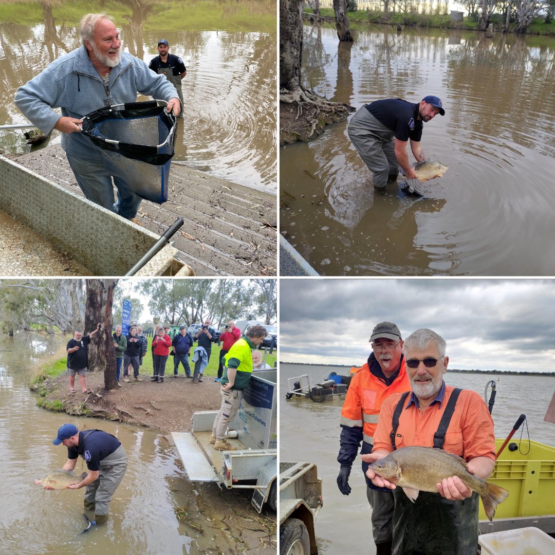 VicFisheries's tweet photo. The first big silver perch has been caught during the salvage at Greens Lake, near Corop.
The 2kg silver, 20 yellas and 2 Murray cod, between 80 and 90cm, have all found new homes at sites along the Campaspe River.
#greenslake #fishsalvage #murraycod #goldenperch #silverperch https://t.co/lks0f8cYon