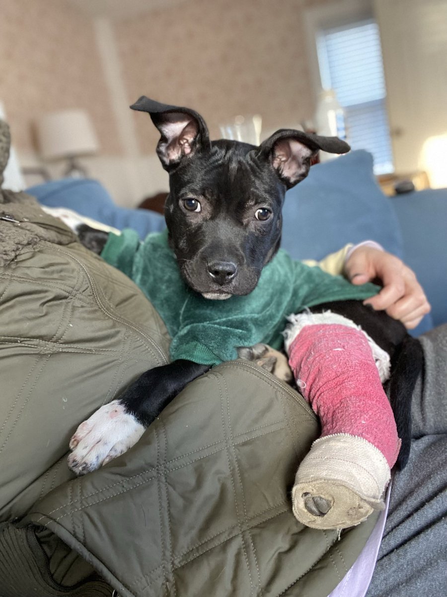 AMilotx12's tweet photo. @dog_rates @Trupanion I have 3 pitties, all from shelters. I’m highlighting my youngest, Enzo who was taken from his previous owner at 10 weeks old with a broken back leg from abuse. Despite his rough start, he amazes me every day with his gentle nature and love for people and dogs alike! https://t.co/5SWp12aj6k
