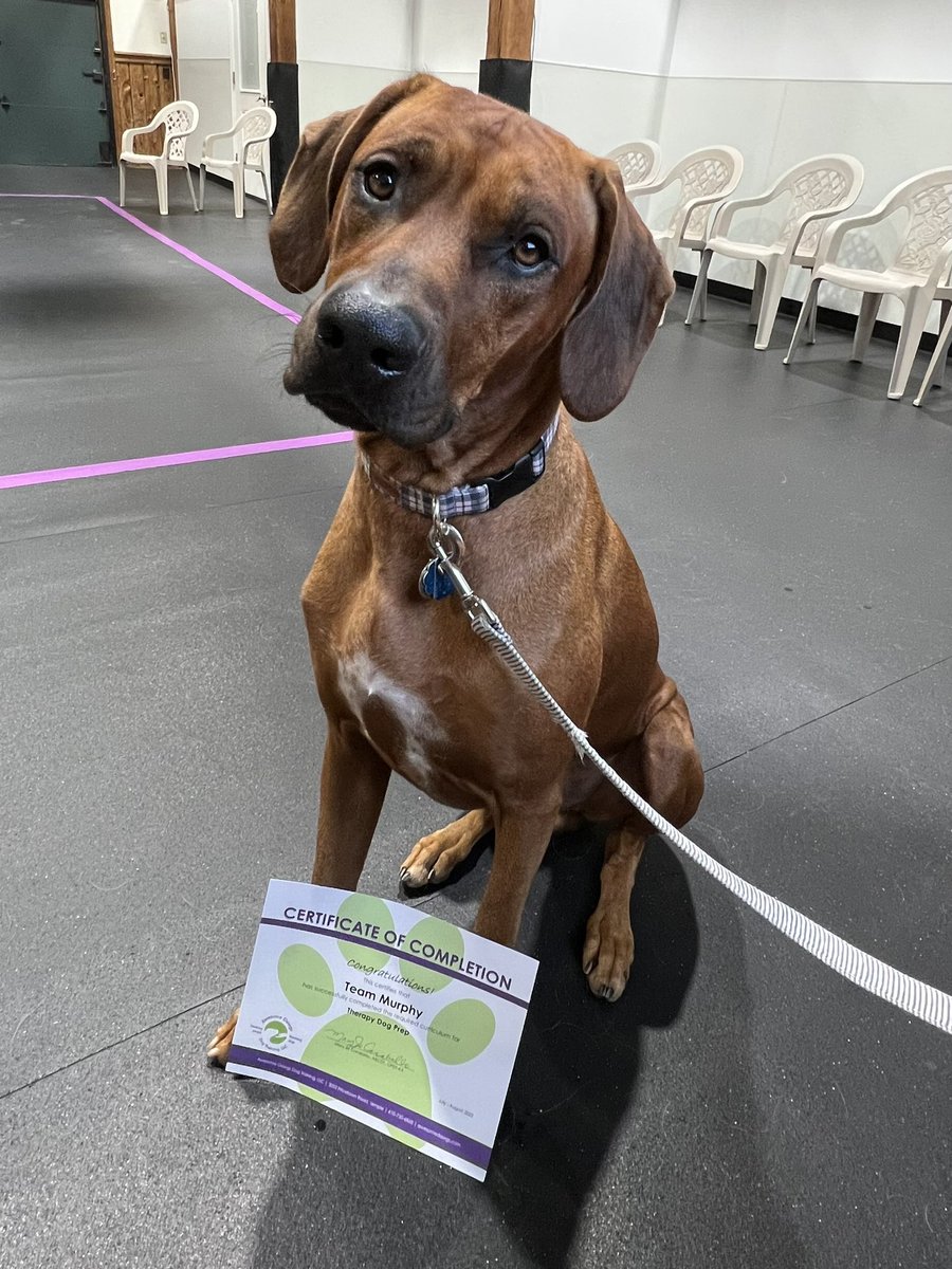 Between 🏑 and 📚 Team Murphy has spent a lot of time working. Time to get busy with paperwork because somebody passed his Therapy Dog International test today! Cannot wait for what the future holds! ❤️