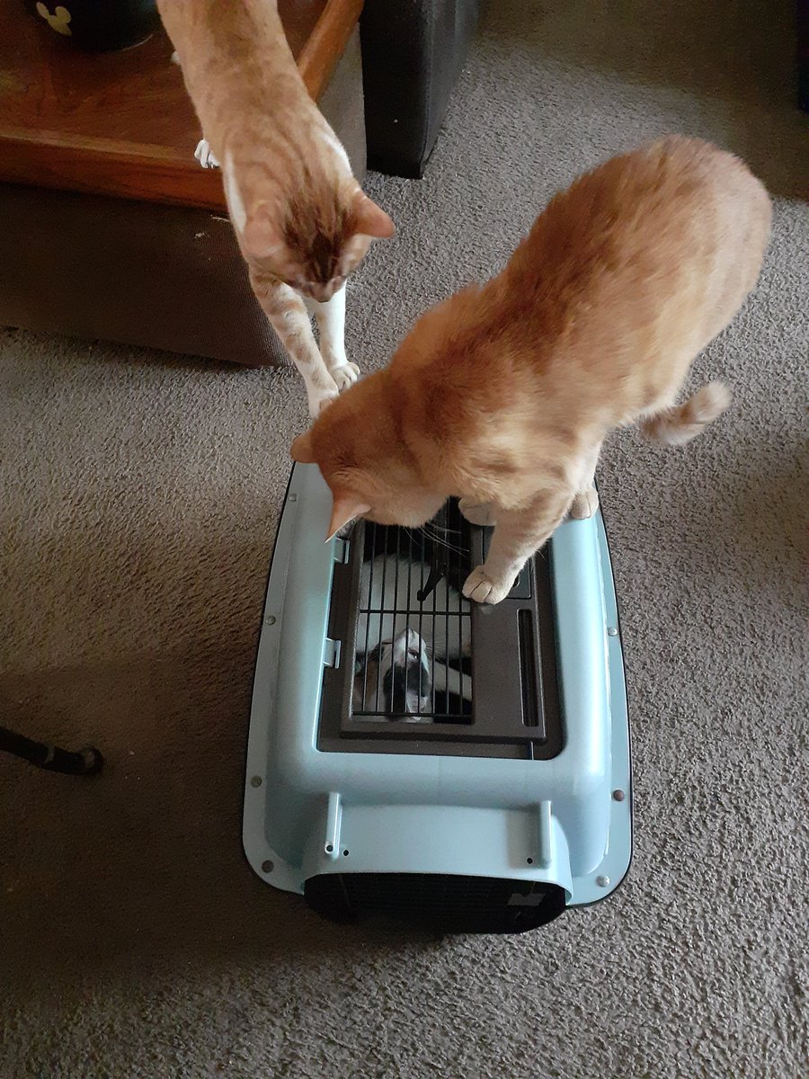 DrpussF's tweet photo. And the final, newest cat in our clowder... Meet Cali, who found us just two weeks ago. Zippy absolutely adored her at first sight. Nurse - not so much. She's fun to watch, I have to admit, and she keeps Zippy busy! 
#catclowder #catlife #meow #CatsOfTwitter https://t.co/pSgEtYzHld