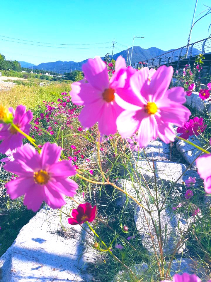 오늘도
당신 생각했습니다

문득문득
목소리도 듣고싶고
손도 잡아보고 싶어요…

언제나
그대에게 가는 내마음은
빛보다 더 빨라서
나는 잡지 못합니다…

/김용택-오늘도 중에서