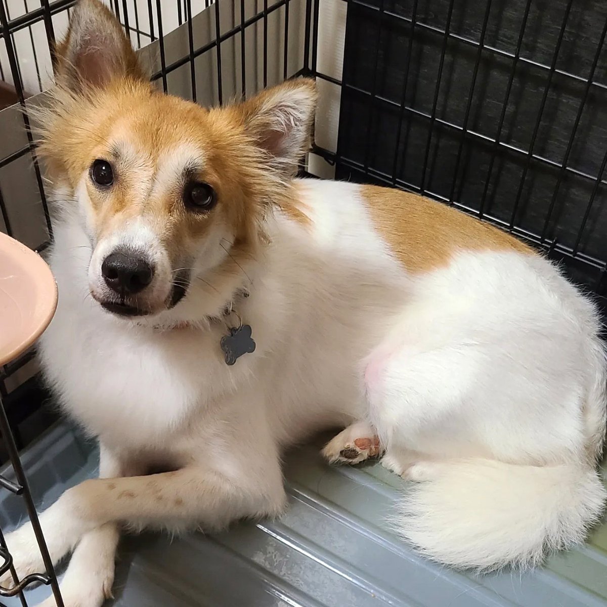りん子 on Twitter "RT tochigisatooya 【里親募集】「mix♂「ティファくん」」栃木県 栃木市 犬