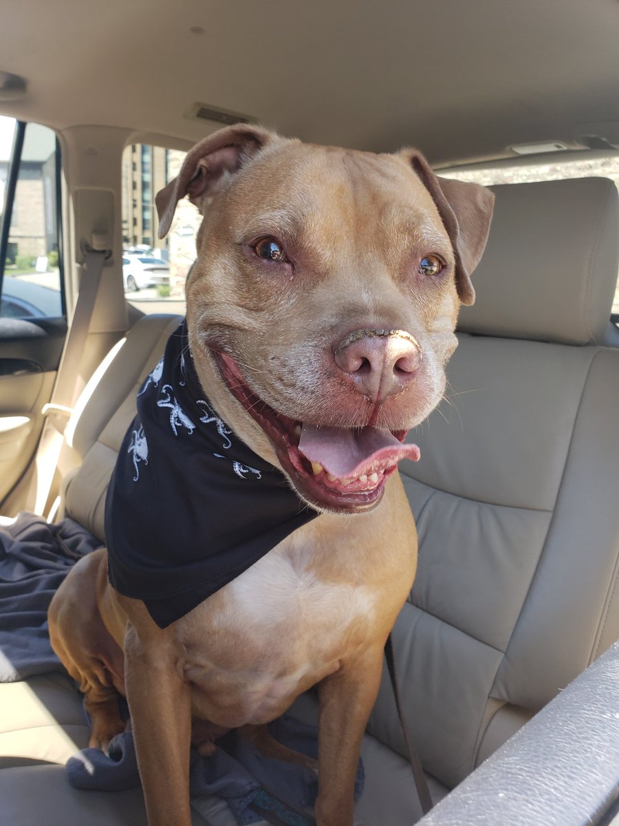 BenGarnes's tweet photo. @dog_rates thanks for spreading the word about these amazing and often misunderstood dogs! This is Wyatt, can you believe people cross the street when they see me and this goofy boy out for a walk?! https://t.co/hICHGIzVVq