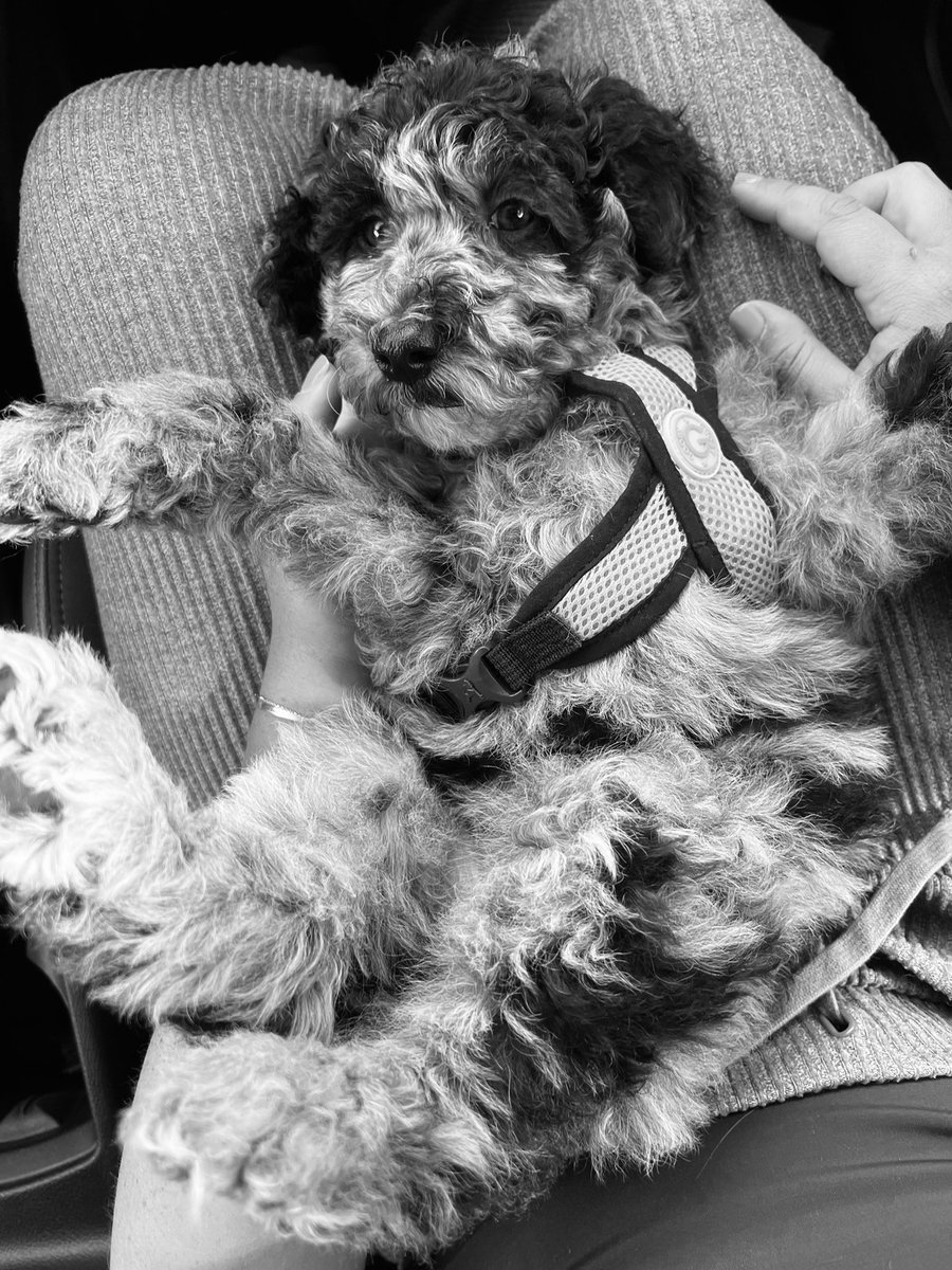 Remy LaCroix on Twitter "I’m a doodle mama! Say hi to the new baby