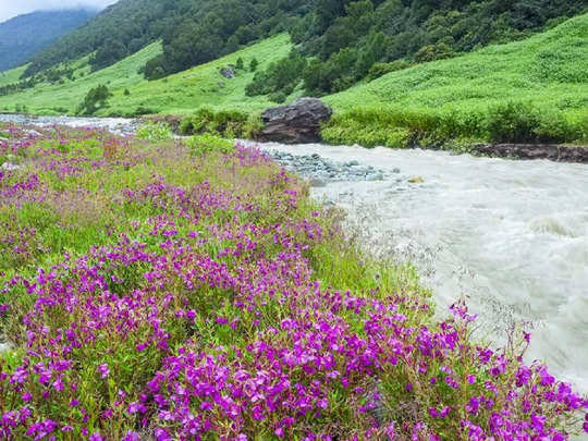 ❝ हिमालय उस पार है, नीचे फूलों की घाटी है... भीनी भीनी घाटी की खुशबू तन-मन को महकाती है... 🌄🍀☕☕🐦 Have a rejuvenating #Tuesday Warm regards, #India 🇮🇳 - Pushpavati River.. The Life Line of the Valley of Flowers, #Uttrakhand.. Adds to its music & myriad colourful flowers...