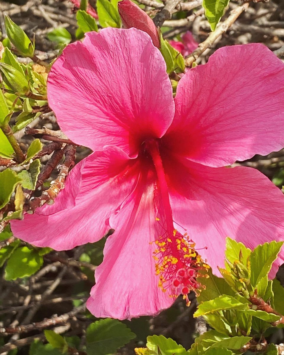 theladypatch's tweet photo. Many women do noble things but, you excel them all. ~Proverbs 31:29
.
.
.
.
.
.
.
#TheLadyPatch #WomensHealth #Incontinence #BladderProblems #Peezing #MomBladder #PeeProblems #FitMom #Postpartum #Menopause #Hibiscus https://t.co/8xz5HsEbJR