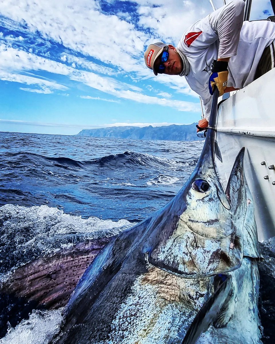 BillfishReport's tweet photo. Tenerife, Canary Islands - Rodfather released a Blue Marlin (700). #CanaryIslands #Tenerife #BlueMarlin https://t.co/MFcdxmaq3z