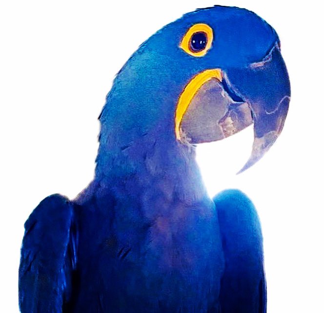 tracicarroll_'s tweet image. Molly is so happy in the bird rescue building and when is inside the house with us. Watch her birdie hangout bird tv session with her other feathered friends. Video link on YouTube. ❤️🦜#loveyourparrot #tracicarroll #parrots youtu.be/dFiwZdxX5ak