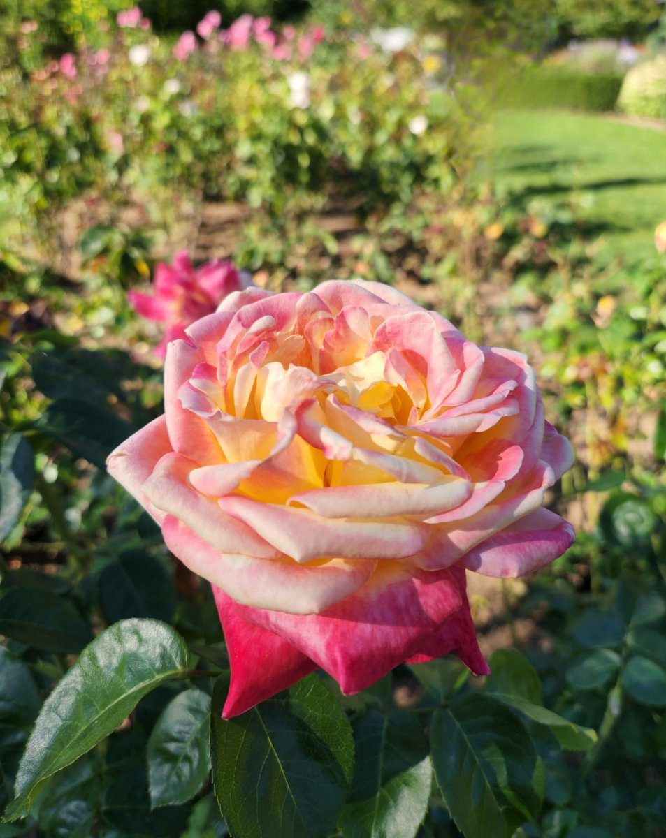 glass_have's tweet photo. Seattle's #woodlandparkzoo includes a #rosegarden with 3,000 roses! Not only peaceful and beautiful, it smells wonderful! 
When you visit #Seattle,  get the #CityPass &amp; see everything! 
.
#visitseattle #seetheusa #seattlecitypass #travelphotographer #travelwriter #52frames_peace https://t.co/aZmnfTVzu9